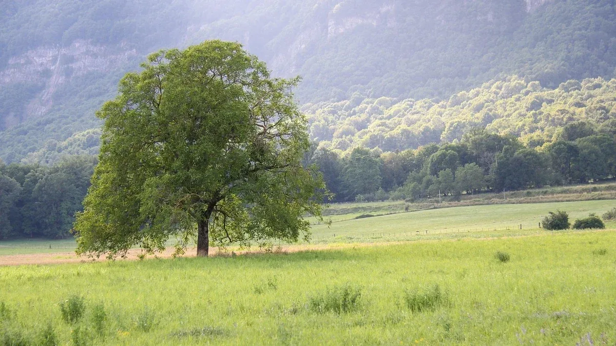 Posizione dell’albero: come allenare l’equilibrio vicino a una parete