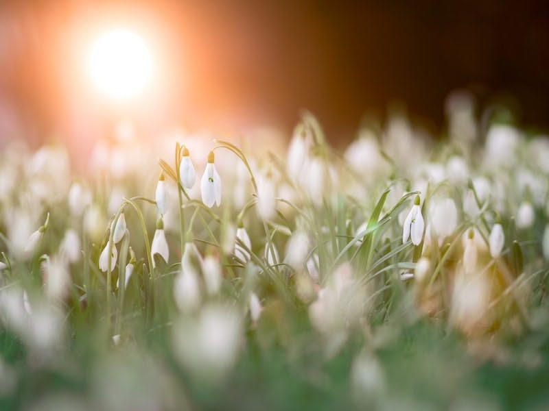 fiori bianchi in un prato in procinto di sbocciare